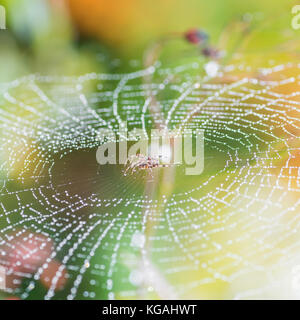 Ein Garten Spinne sitzt in der Mitte eines Dewdrop abgedeckt. Stockfoto