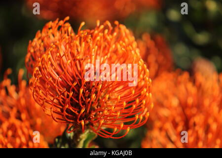 Rotes nadelkissen Protea (leucospermum cordifolium) ist ein Strauch aus Südafrika - Helle Stockfoto