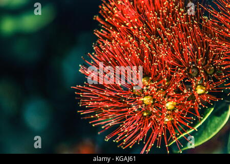 In der Nähe Bild von roten pohutukawa Blumen (metrosideros Excelsa) der neuseeländischen Weihnachtsbaum. Stockfoto