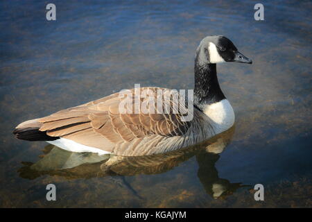 Eine kanadische Gans (Branta canadensis) auf einem See in Neuseeland. Stockfoto