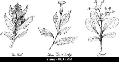 Salat, Illustration von Hand gezeichnete Skizze köstliche frische grüne Meer Zuckerrüben, Sierra Leone bologi und Spinat Pflanzen auf weißem Hintergrund Stock Vektor