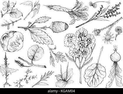 Salat, Illustration von Hand gezeichnete Skizze köstliche frische grüne grüne und Salat Gemüse auf weißem Hintergrund. Stock Vektor