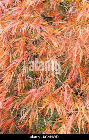 Acer palmatum dissectum Ornatum - Nahaufnahme von zarten Blättern im Herbst Stockfoto