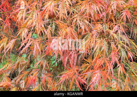 Acer palmatum dissectum Ornatum - Nahaufnahme von zarten Blättern im Herbst Stockfoto