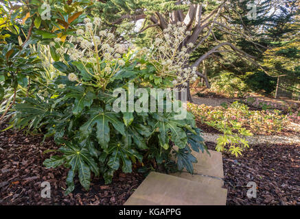 Fatsia Japonica in voller Blüte, November 2017 in Devon Garten, die Aufweichung der Kanten einer Steintreppe. Stockfoto