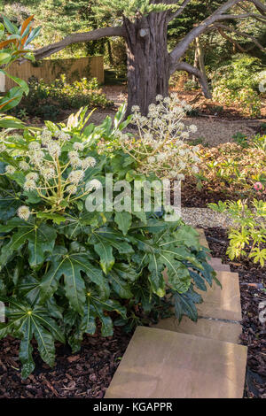 Fatsia Japonica in voller Blüte, November 2017 in Devon Garten, die Aufweichung der Kanten einer Steintreppe. Stockfoto