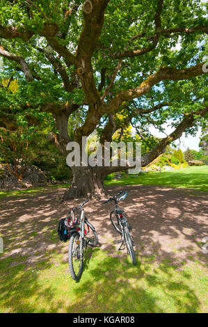 Fahrräder in der Nähe eines grossen Eiche Baum an der Muckross House und Gärten, Nationalpark Killarney, County Kerry, Irland Stockfoto