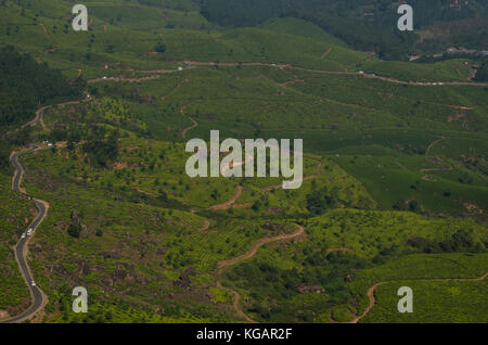 Teeplantagen in Munnar, Kerala, Indien Stockfoto