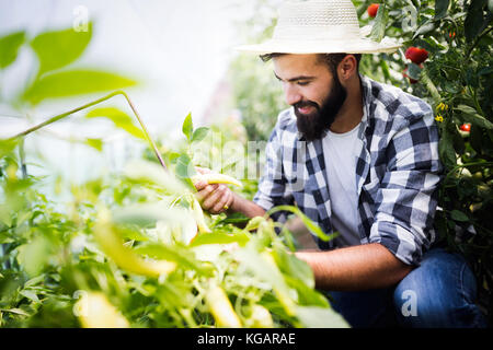 Kaukasische Landwirt Kommissionierung Paprika aus seinem Gewächshaus Garten Stockfoto