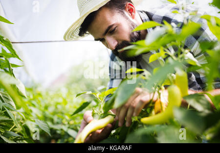 Kaukasische Landwirt Kommissionierung Paprika aus seinem Gewächshaus Garten Stockfoto