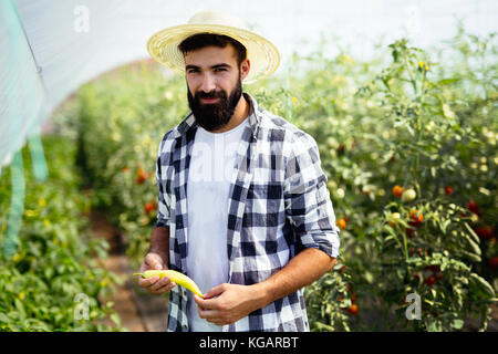 Kaukasische Landwirt Kommissionierung Paprika aus seinem Gewächshaus Garten Stockfoto