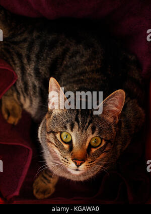 Ein Jahr alten männlichen Grau tabby Katze in die Kamera bei natürlichem Licht. Stockfoto