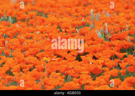 Close up Bereich der hellen orange Mohn Stockfoto