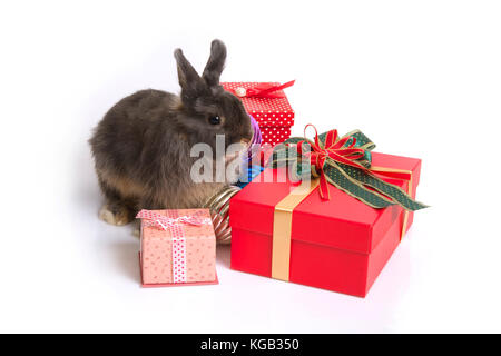 Süße Netherland Dwarf Kaninchen sitzen unter Weihnachten Kugeln und Geschenkboxen auf weißem Hintergrund. Stockfoto