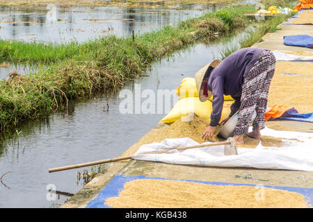 Frauen trocknen Reis in Hoi An Stockfoto