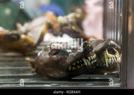 Hund Fleisch in Hanoi. Stockfoto