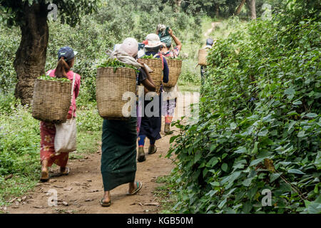 Hsipaw 3-Tageswanderung zum Shan Dörfer - Frauen, die Teeblätter Stockfoto