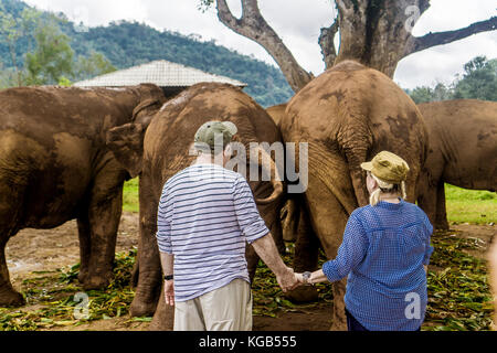 Chiang Mai, Thailand Elephant Nature Park Stockfoto