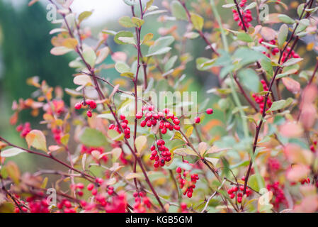 Rote reife Berberitze Beeren auf Zweig closeup Stockfoto