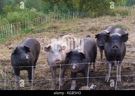 Schweine auf dem Bauernhof Stockfoto