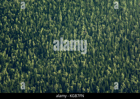 Vollständige Bild des Nadelbäume - grüne Textur Hintergrund Stockfoto