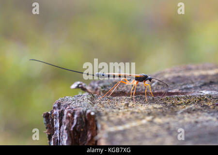 Nahaufnahme einer weiblichen Parasitoiden Wasp (dolichomitus Imperator) versuchen, einen Platz zu finden, ihre Eier zu legen, Stockfoto