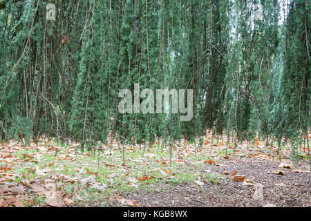 Blue Atlantic Cedar Blue Atlas Cedar Cedrus atlantica glauca pendula - Blick hinter die weinenden Äste Stockfoto