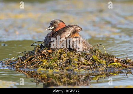 Zwergtaucher, tachybaptus ruficollis, juvenile Klettern auf seine Mutter zurück Stockfoto