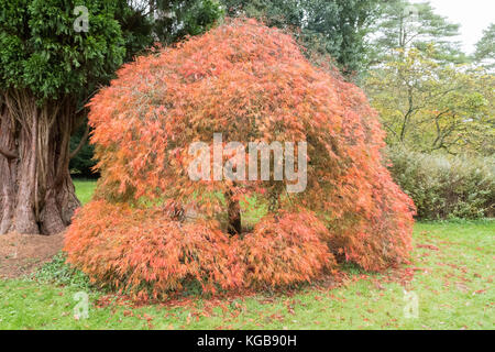 Acer palmatum dissectum Ornatum in Westonburt Arboretum, Gloucestershire, England, Großbritannien Stockfoto