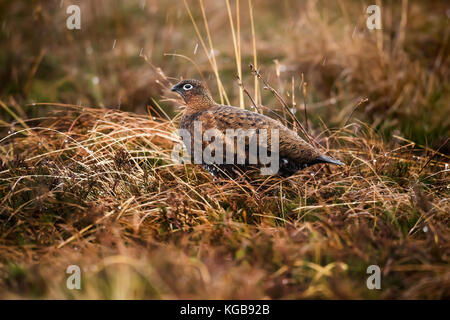 Moorschneehuhn Lagopus Lagopus Scotica, Stockfoto