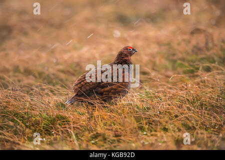 Moorschneehuhn Lagopus Lagopus Scotica, Stockfoto