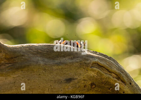 Britische Tierwelt in natürlicher Lebensraum. schöne Rote Admiral Schmetterling ruht auf einem Log mit Flügeln in den alten Wäldern auf hellen Herbst Tag verlängert. Stockfoto