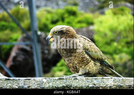 Der Kea, Mitglied der Papagei Familie Stockfoto