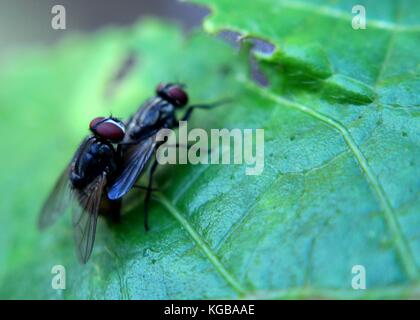 Close-up - Makro - Ansicht von zwei kleinen Stubenfliegen - musca domestica - Insekten - auf einem grünen Blatt in einem Haus Garten in Sri Lanka Stockfoto