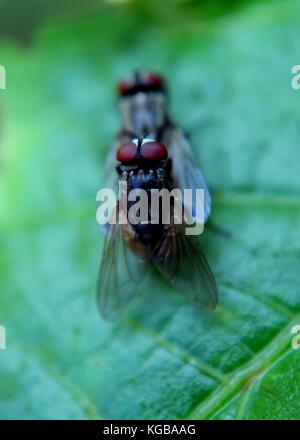 Close-up - Makro - Ansicht von zwei kleinen Stubenfliegen - musca domestica - Insekten - auf einem grünen Blatt in einem Haus Garten in Sri Lanka Stockfoto