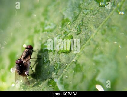 Close-up - Makro - Ansicht von zwei kleinen Stubenfliegen - musca domestica - Insekten - auf einem grünen Blatt in einem Haus Garten in Sri Lanka Stockfoto