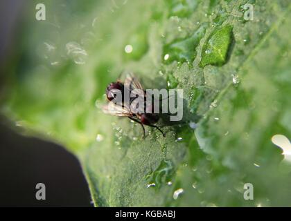 Close-up - Makro - Ansicht von zwei kleinen Stubenfliegen - musca domestica - Insekten - auf einem grünen Blatt in einem Haus Garten in Sri Lanka Stockfoto