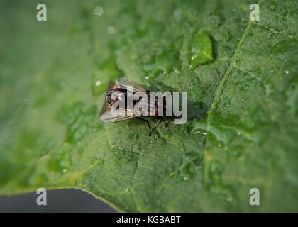 Close-up - Makro - Ansicht von zwei kleinen Stubenfliegen - musca domestica - Insekten - auf einem grünen Blatt in einem Haus Garten in Sri Lanka Stockfoto