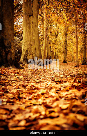 Goldene Herbstfarben in weelsby Holz, ne Lincolnshire Stockfoto