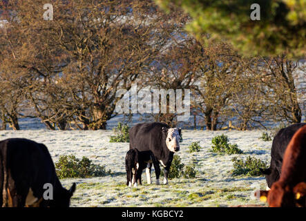 Teesdale, County Durham, UK. Montag, 6. November 2017. UK Wetter. Mit Tiefstwerten um minus 3 Nacht war es kalt und frostig Start in den Tag in Nordengland. Quelle: David Forster/Alamy leben Nachrichten Stockfoto