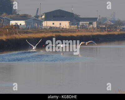 Sheerness, Kent, Großbritannien. 6 Nov, 2017. UK Wetter: Sonnig aber kalt Start in den Tag. Credit: James Bell/Alamy leben Nachrichten Stockfoto