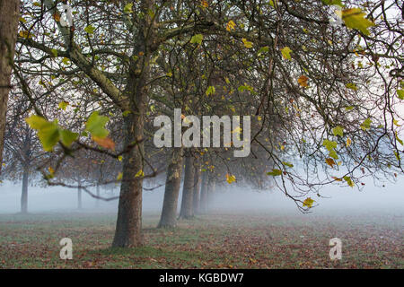 Windsor, Großbritannien. 6 Nov, 2017. de Wetter. London Platanen halten auf Ihre endgültige Blätter in einer nebligen und frostigen Morgen im Windsor Great Park. Credit: Mark kerrison/alamy leben Nachrichten Stockfoto