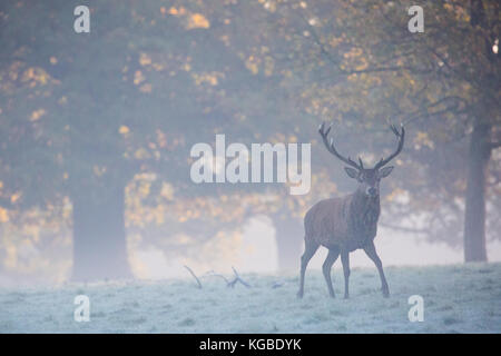 Windsor, Großbritannien. November 2017. Wetter in Großbritannien. Rotwild kurz nach Sonnenaufgang an einem nebligen und frostigen Morgen im Windsor Great Park. Es gibt eine Herde von rund 500 Rothirschen innerhalb des Wildpark-Geheges im Windsor Great Park, die alle von vierzig Hinden und zwei Hirschen abstammen, die 1979 vom Herzog von Edinburgh eingeführt wurden. Kredit: Mark Kerrison/Alamy Live Nachrichten Stockfoto