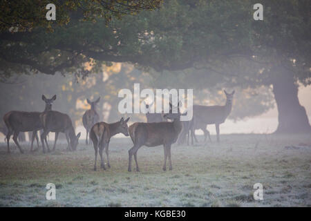 Windsor, Großbritannien. 6 Nov, 2017. de Wetter. Rotwild kurz nach Sonnenaufgang an einem nebligen und frostigen Morgen im Windsor Great Park. Es ist eine Herde von rund 500 Rotwild innerhalb der Deer Park Gehäuse im Windsor Great Park, alle von vierzig Hinds und zwei Hirsche im Jahre 1979 durch den Herzog von Edinburgh eingeführt. Credit: Mark kerrison/alamy leben Nachrichten Stockfoto