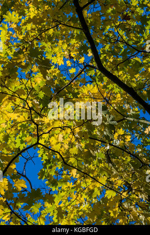 London, Großbritannien. 6 Nov, 2017. Blätter im Herbst noch auf den Bäumen aber viel auf dem Boden auf einer frischen Morgen. London, 06. November 2017. Credit: Guy Bell/Alamy leben Nachrichten Stockfoto