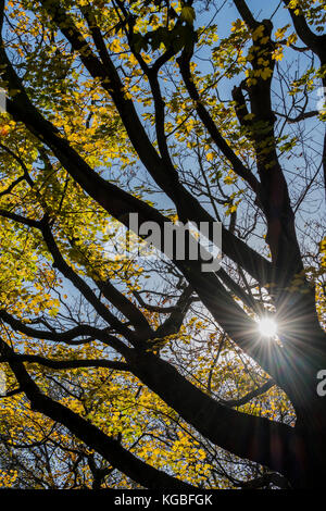 London, Großbritannien. 6 Nov, 2017. Blätter im Herbst noch auf den Bäumen aber viel auf dem Boden auf einer frischen Morgen. London, 06. November 2017. Credit: Guy Bell/Alamy leben Nachrichten Stockfoto