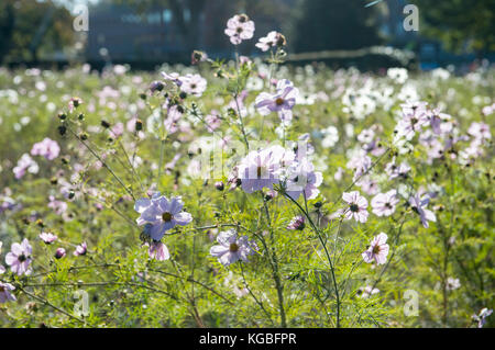 Brighton, Großbritannien. November 2017. Wetter in Großbritannien. Obwohl es November ist, blüht die Wild Flower Meadow im Preston Park Brighton in der wunderschönen Aurumn Sunshine Today in voller Blüte. Credit: Simon Dack/Alamy Live News Stockfoto