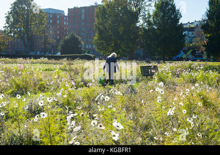 Brighton, Großbritannien. November 2017. Wetter in Großbritannien. Obwohl es November ist, blüht die Wild Flower Meadow im Preston Park Brighton in der wunderschönen Aurumn Sunshine Today in voller Blüte. Credit: Simon Dack/Alamy Live News Stockfoto