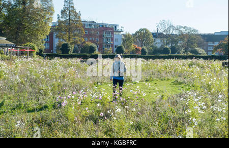 Brighton, uk. 6 Nov, 2017. de Wetter. Trotz November das Wilde Blumenwiese in Preston Park Brighton ist in voller Blüte in den schönen aurumn Sonnenschein heute: Simon dack/alamy leben Nachrichten Stockfoto