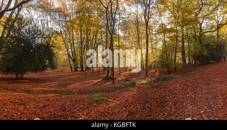 Panorama der Bäume im Herbst Farbe in Epping Forest Stockfoto